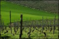 /album/photogallery/taglio-di-vigna-jpg/